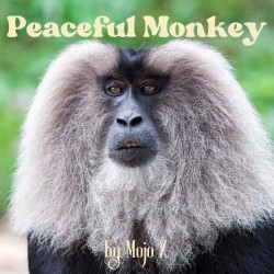 Mojo X – “Peaceful Monkey”