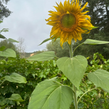 Michellar x Helen Walford – “SEPTEMBER”